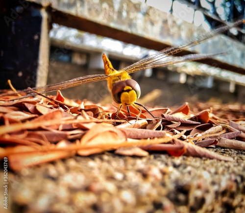 Photography shallow depth of field