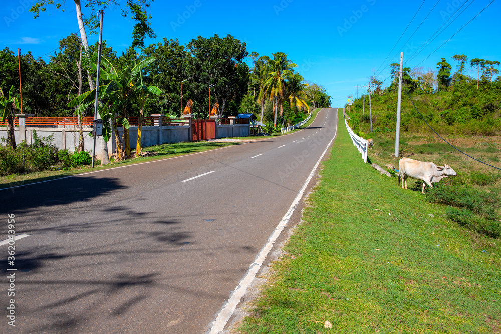 Empty road and green tropical roadside. South Asia countryside travel photo. Agricultural landscape with farm and cow on green field. ropical island road view. Straight highway going up