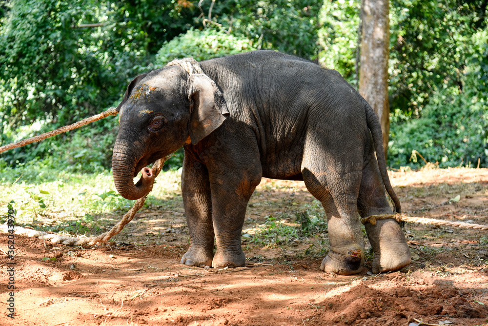 Fototapeta premium A wounded elephant calf after rescue 