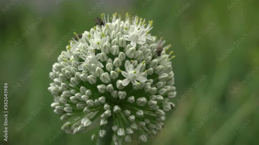 white beautiful flowering onions white beautiful flowering onions