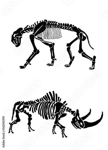 Graphical  skeletons of wooly rhino and saber tooth tiger isolated on white, paleontology elements, vector illustration
