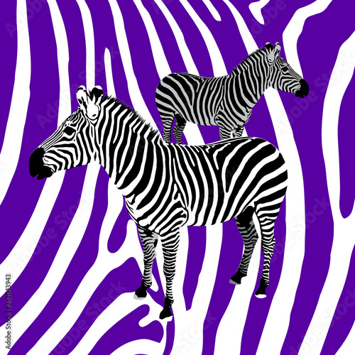 Fototapeta Naklejka Na Ścianę i Meble -  Beautiful Illustration Of Two African Striped Zebras