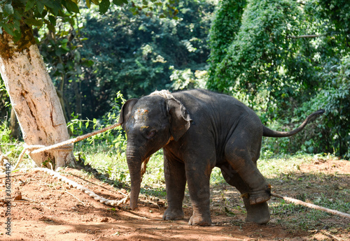 A wounded elephant calf after rescue  