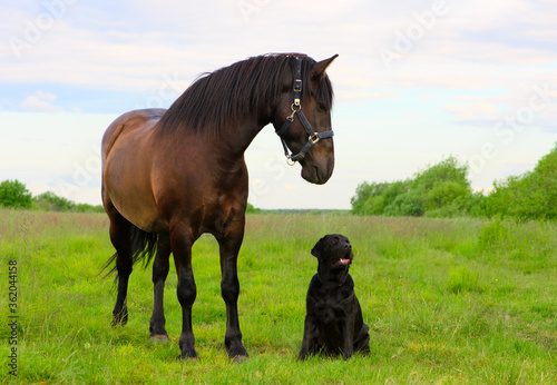 Two pets are in outdoors. One horse and one dog are standing in the countryside. © Ирина Орлова