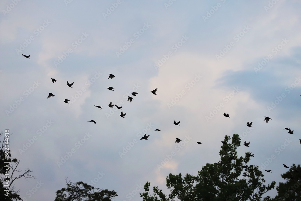 Birds flying in the group around trees in the evening. Birds flying in the group around trees in the evening.