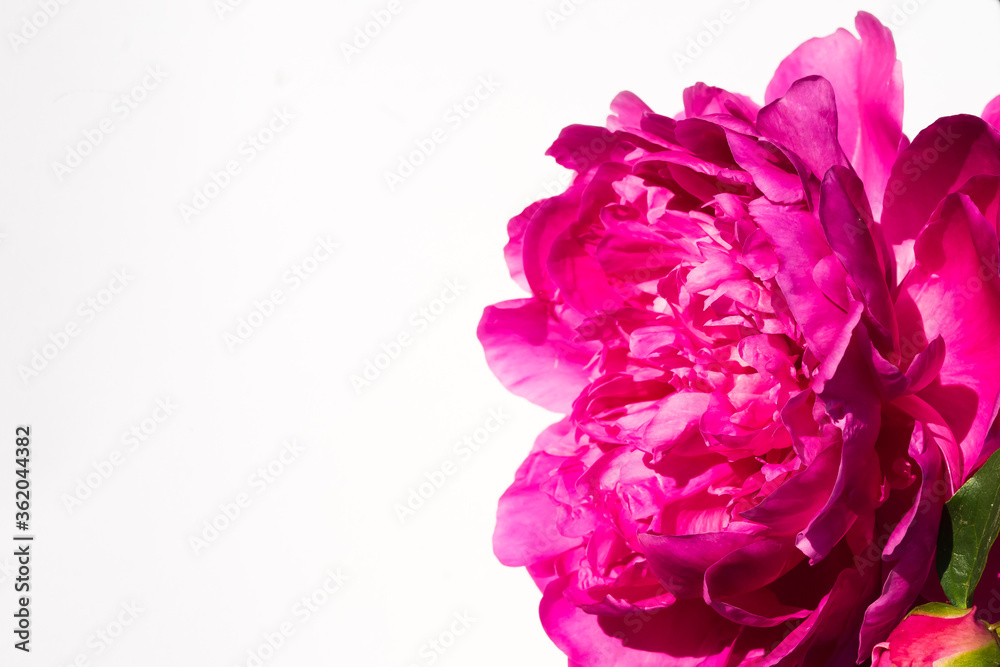 pink peony flower on white