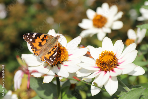 butterfly Vanessa cardui pollinates a Coreopsis Starlight flower on a sunny day