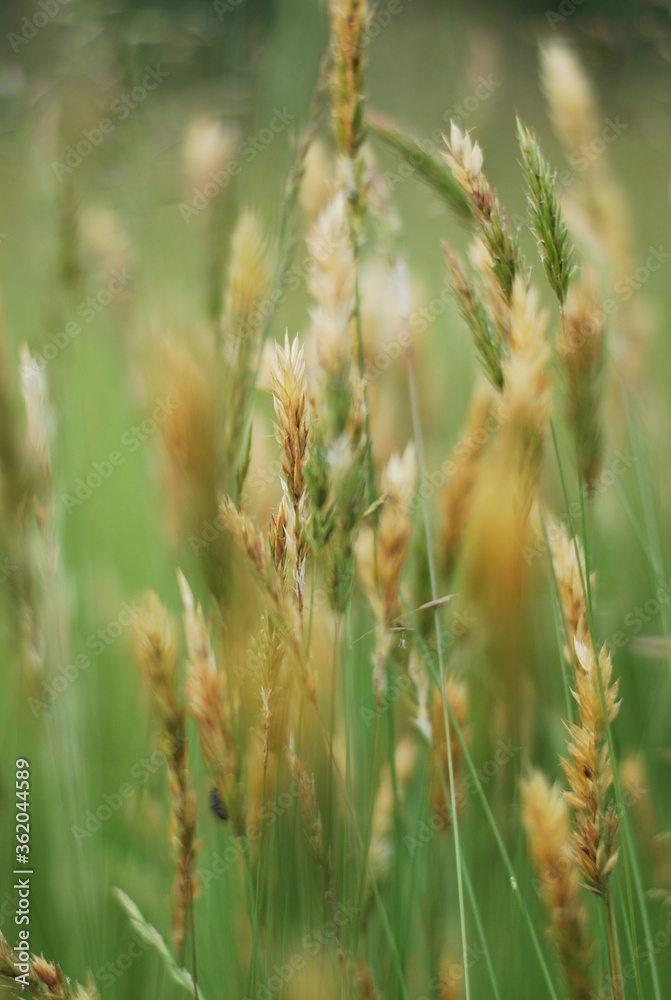 grass in the wind