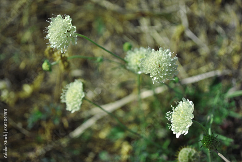 Cephalaria white flowers blooming, close up macro detail on soft blurry gray background photo