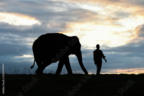 Photography Silhouette elephant with handler during sunset at a sanctuary