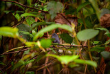 Pitajo torrentero / Slaty-backed Chat-tyrant / Ochthoeca cinnamomeiventris - Guango, Ecuador