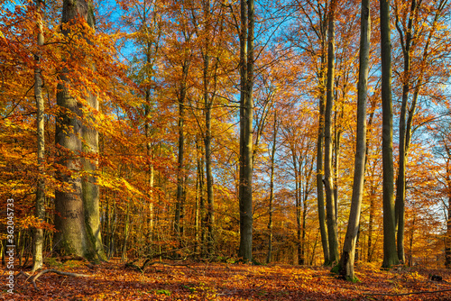 Colorful Beech Tree Forest under blue sky in Fall, Leafs Changing Colour, Müritz-Nationalpark, Germany © AVTG