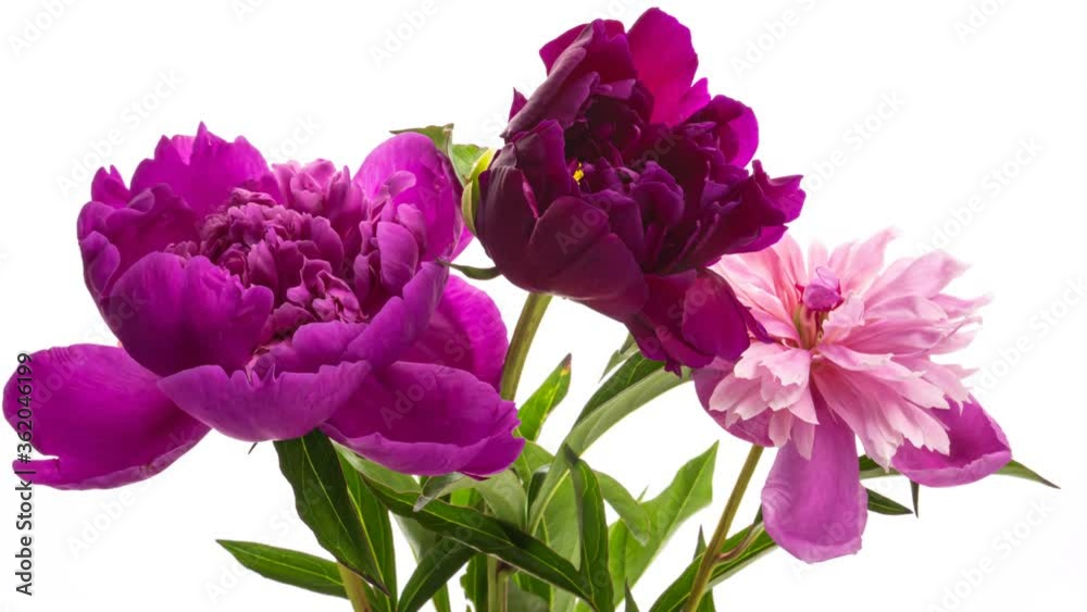 Beautiful pink peony flowers bouquet background. Blooming roses flower open, time lapse, close-up. Wedding backdrop, Valentine's Day concept. Bouquet on white backdrop, closeup. 4K UHD timelapse Beautiful pink peony flowers bouquet background. Blooming roses flower open, time lapse, close-up. Wedding backdrop, Valentine's Day concept. Bouquet on white backdrop, closeup. 4K UHD timelapse