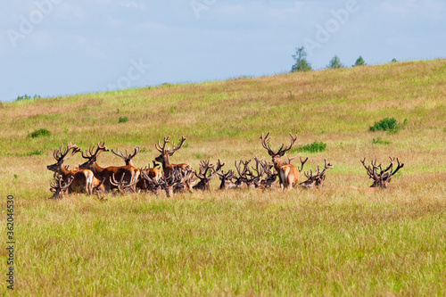 Fototapeta Naklejka Na Ścianę i Meble -  Red Deer Stags resting in the long grass in velvet antlers.