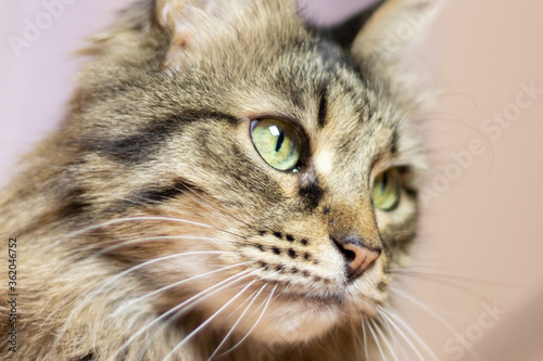  tabby cat with green eyes side view