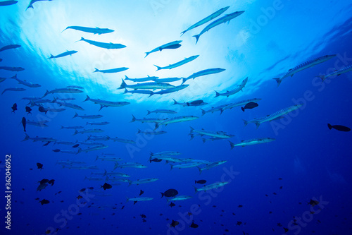 school of barracuda fish