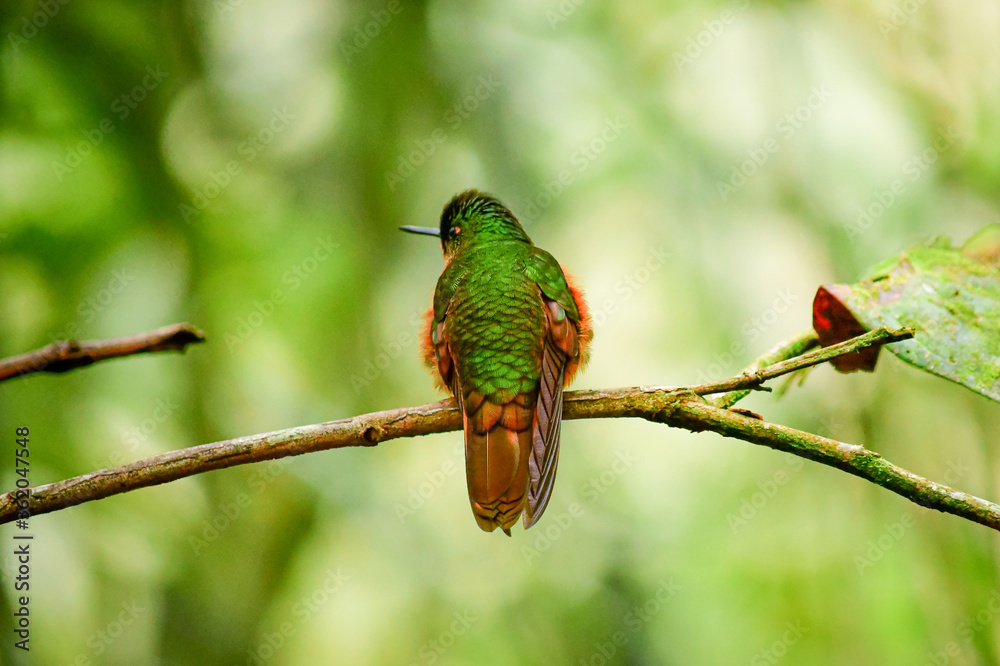 Colibrí pecho castaño / Chestnut-breasted coronet hummingbird / Boissonneaua matthewsii - Guango, Ecuador