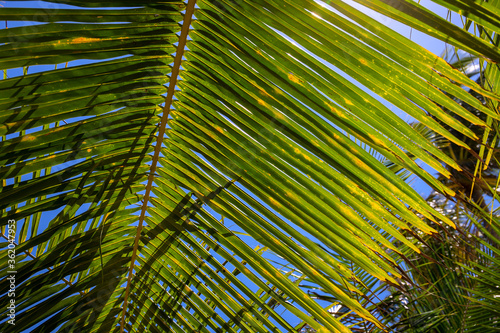 Coconut palm branch on blue sky background. Tropical island nature photo. Sunny day in exotic place