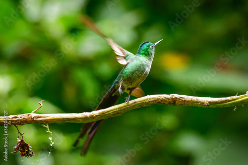 El silfo celeste​ / Cometa colivioleta / Violet-tailed Sylph - Guango, Ecuador