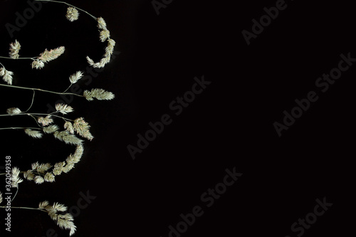 summer-autumn concept. spikelets of grass on a black background. background for text