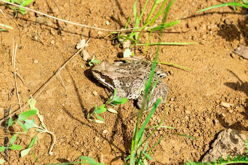  frog sitting on the ground