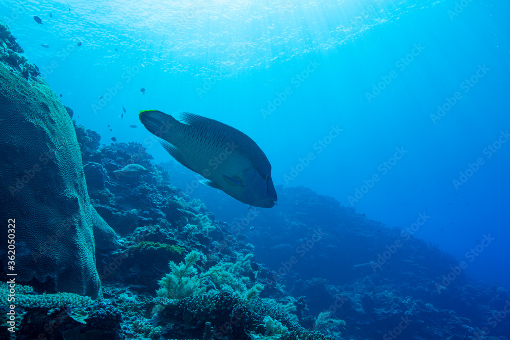 Fototapeta premium coral reef and napoleon fish