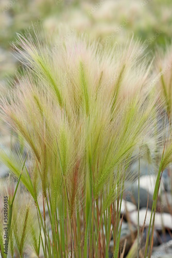Fluffy grass of hordeum jubatum (or foxtail barley, bobtail barley). Delicate summer background Fluffy grass of hordeum jubatum (or foxtail barley, bobtail barley). Delicate summer background