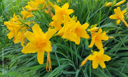 Beautiful bright flowers of yellow Day-Lily