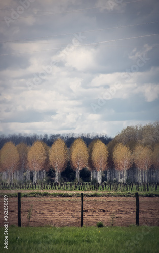 Canvastavla plantation de peupliers en automne sous un ciel nuageux à la campagne