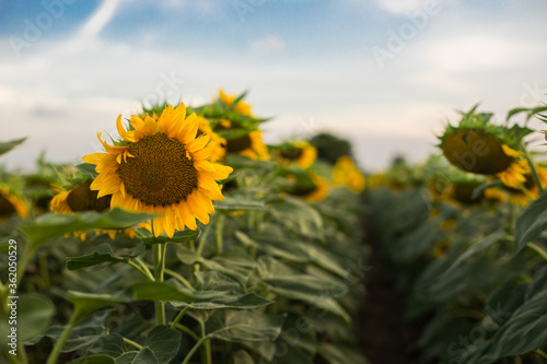 Field of sunflowers on a cloudy blue sky