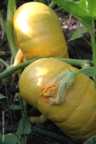 Growing pumpkins flowers leaves and fruit