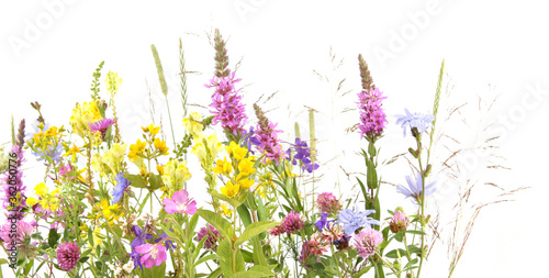 .Flowering wild grass and herbs isolated on white background. Border of meadow flowers wildflowers and plants.. © vaitekune