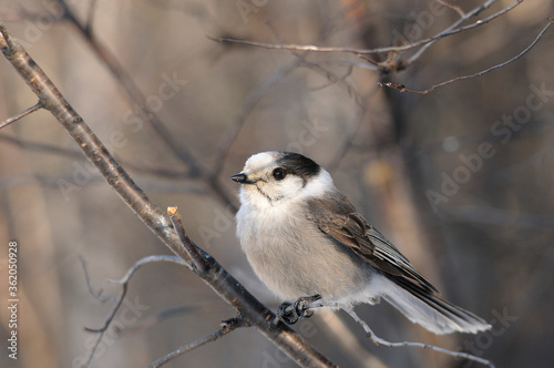 Grey Jay Bird Stock Photo.   Grey Jay Bird perch winter season.