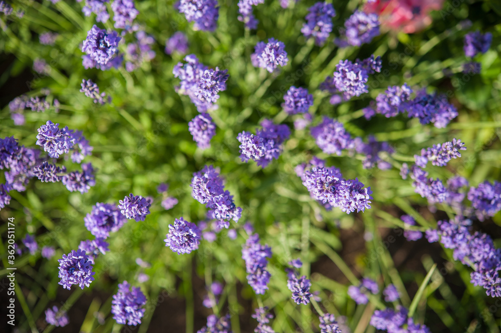 Obraz premium lavender flowers on a background of green grass. top view