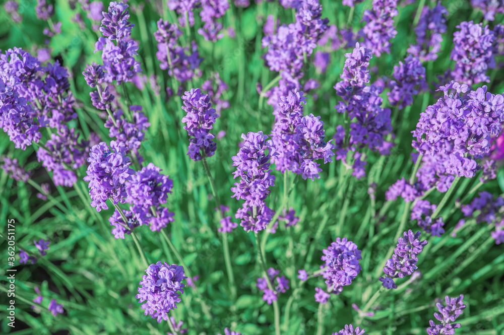purple branches and lavender flowers on a background of green grass