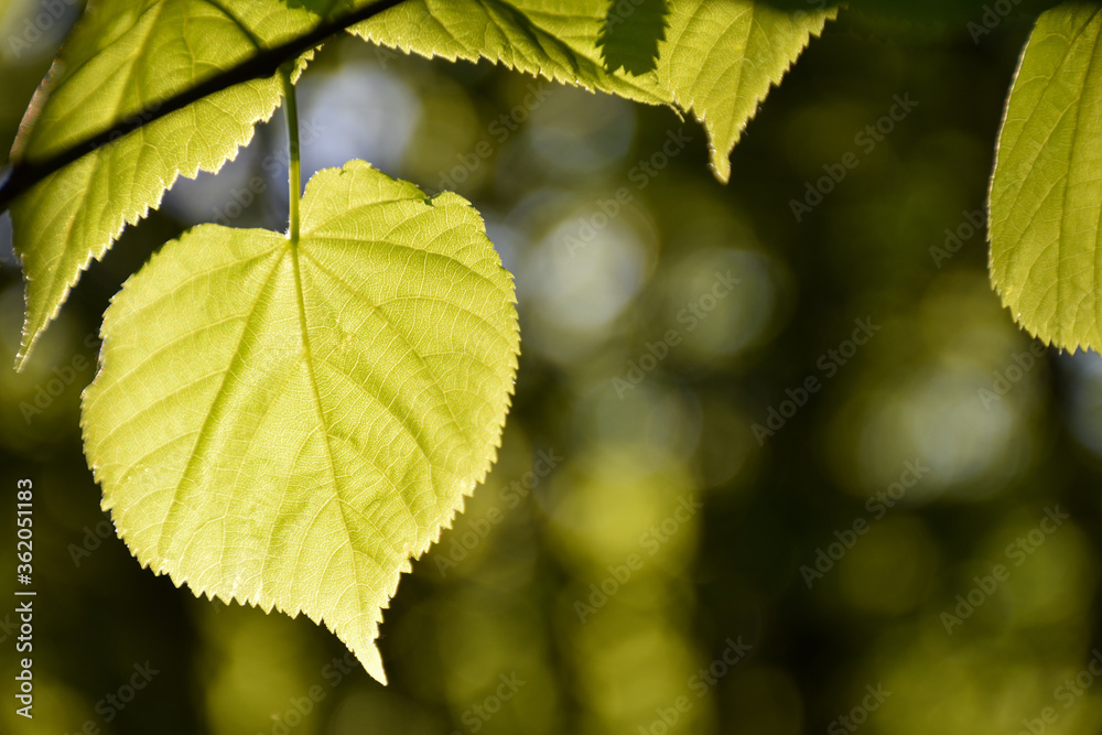 Linden leaf close up Linden leaf close up