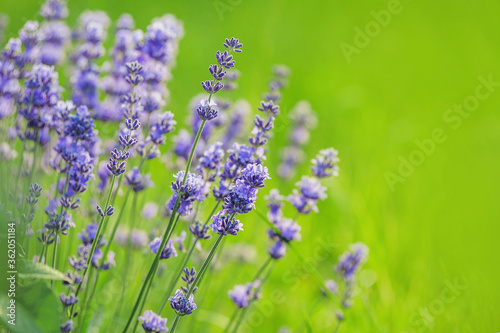 lavender flowers on a background of green grass. macro photography