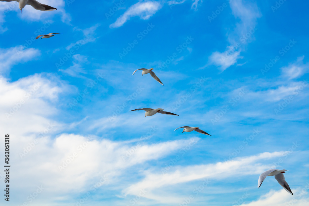 Fototapeta premium Seagulls on the cloudy sky