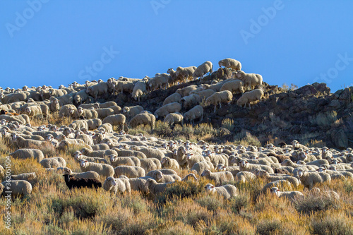 A flock of sheep is being moved from the high country near Ketchum, Idaho to a lower elevation for the winter. © Bob