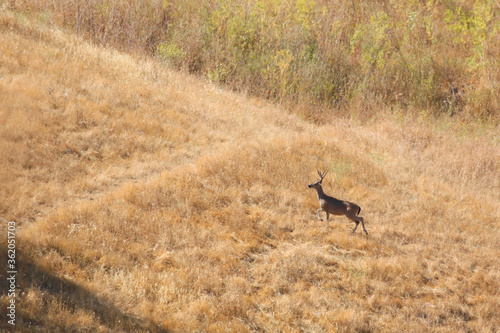Fototapeta Naklejka Na Ścianę i Meble -  Deer on the mountain