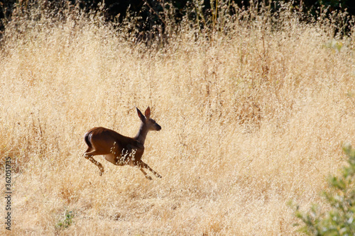 Deer on the mountain