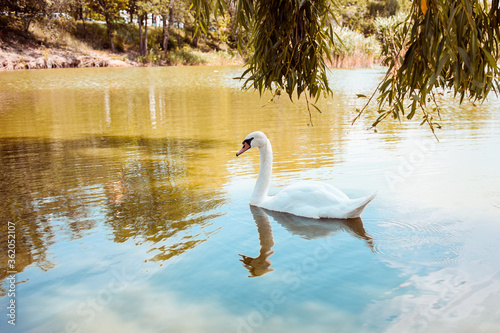 Fototapeta Naklejka Na Ścianę i Meble -  Swans float on the lake, blue water and orange grass, beautiful swan on the waves. A lake with birds in the center of the city.
