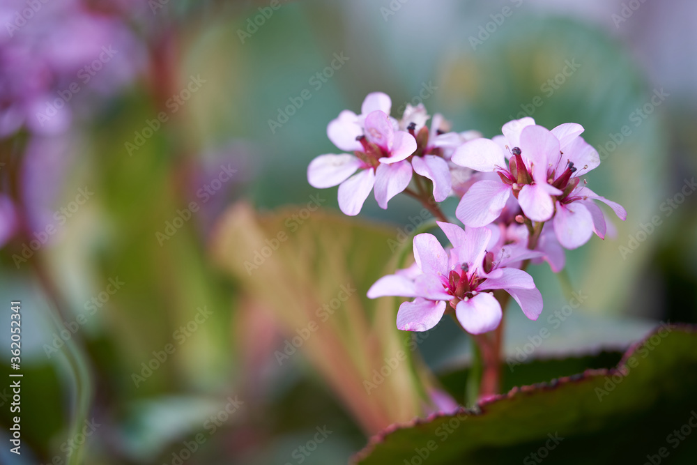 Pink flowers of Bergenia on blurred background Pink flowers of Bergenia on blurred background
