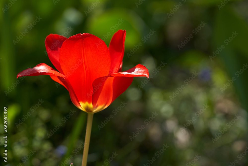 A red tulip with blurred background, nice bokeh