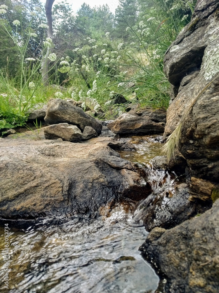 Fototapeta premium river in the forest