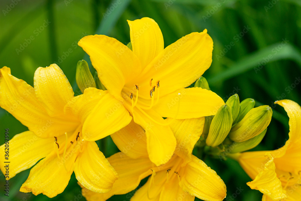 yellow daylily on a background of greenery in the garden yellow daylily on a background of greenery in the garden