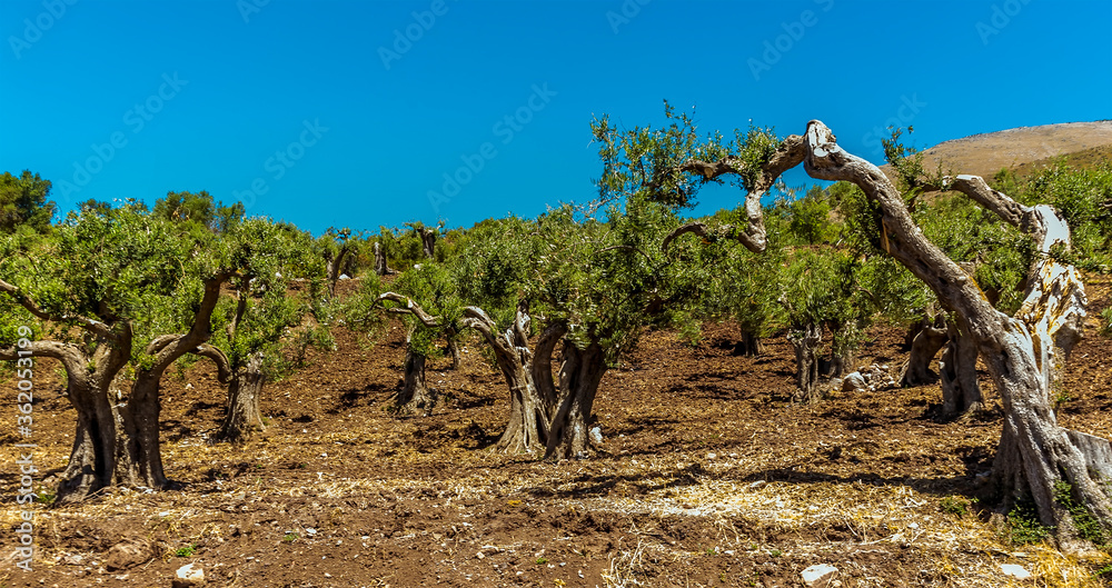 Fototapeta premium A close up of an ancient Olive grove in the Madonie Mountains, Sicily in summer