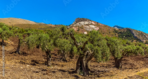 An ancient Olive grove in the foothills of the Madonie Mountains, Sicily in summer