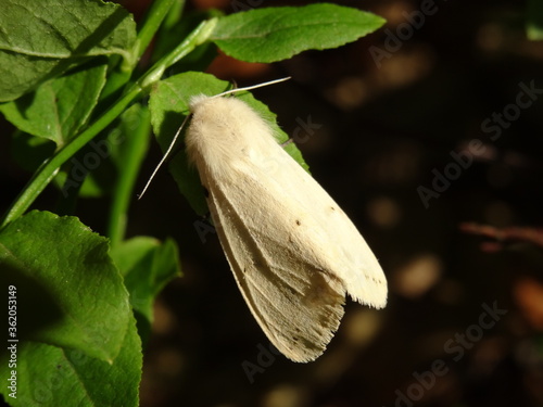 The buff ermine (Spilosoma lutea) on green leaf. photo