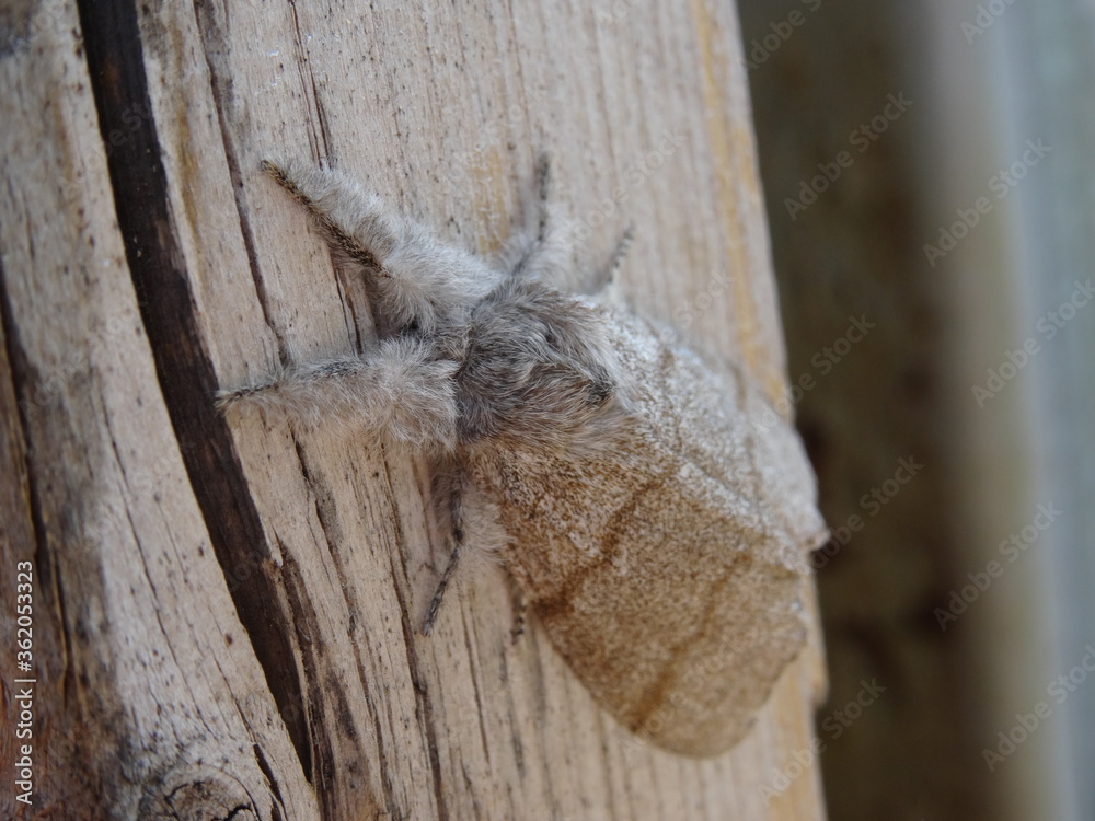 The pale tussock (Calliteara pudibunda) on the wood. The pale tussock (Calliteara pudibunda) on the wood.